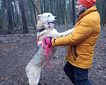 Собаки в Балашихе: Энергичная Альфа — метис лайки Девочка, Бесплатно - фото 3
