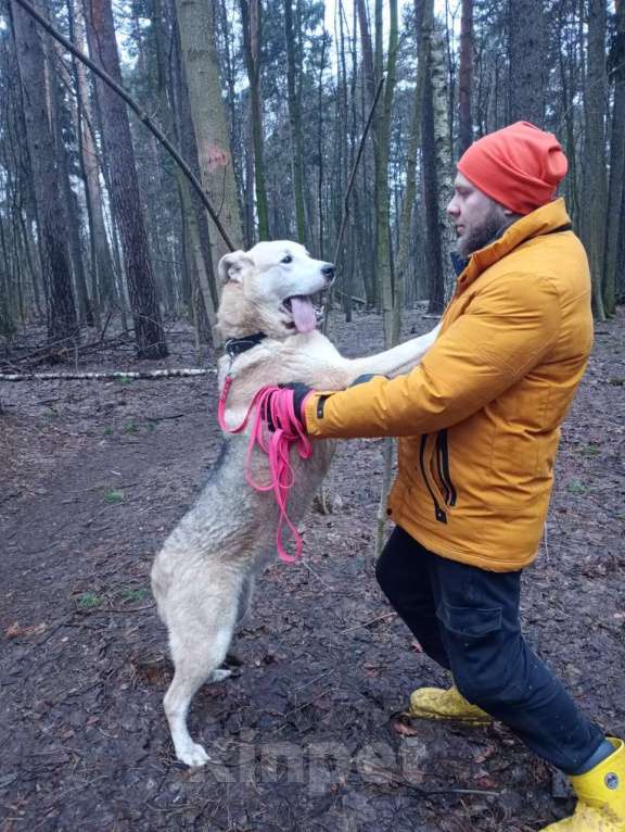 Собаки в Балашихе: Энергичная Альфа — метис лайки Девочка, Бесплатно - фото 3