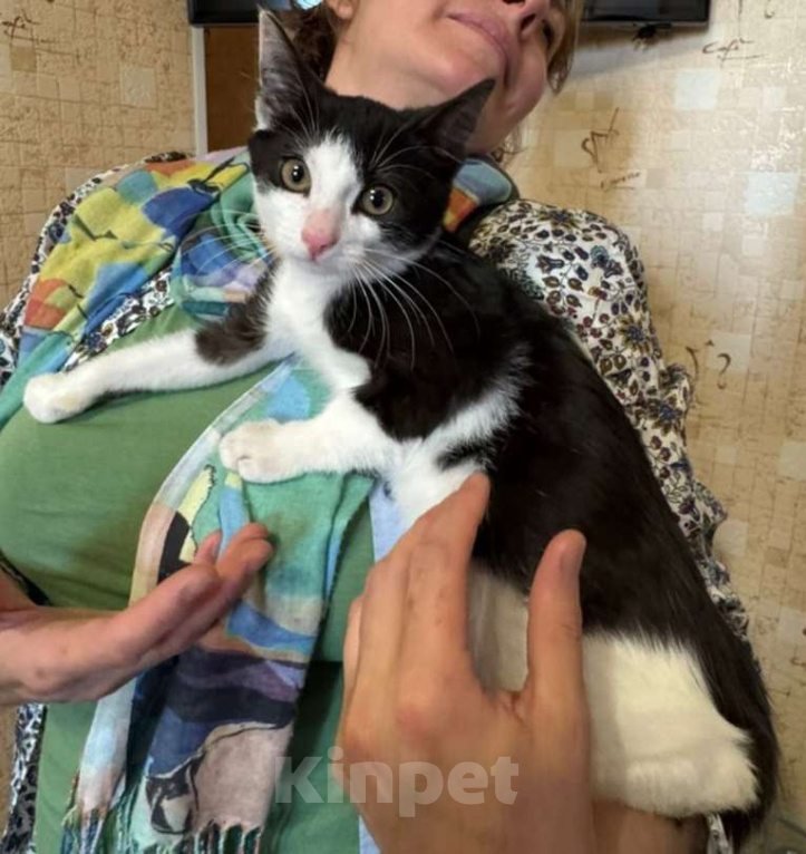 Кошки в Москве: Ласковый добряк - котенок Василек 2,5-3 месяца Мальчик, Бесплатно - фото 2