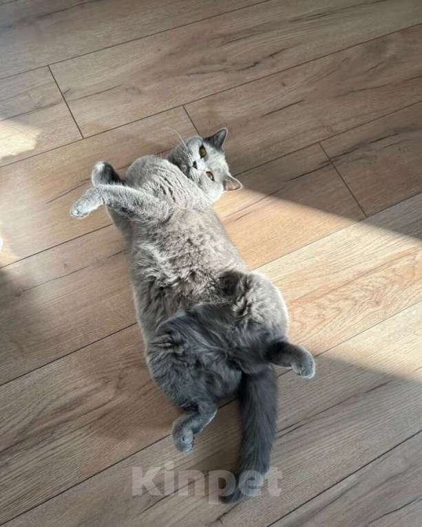 Кошки в Перми: Продам британскую кошечку Девочка, 1 900 руб. - фото 4