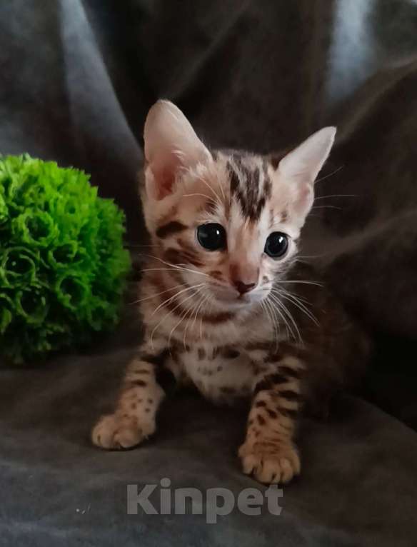 Кошки в Барнауле: Бенгальские котята Девочка, 40 000 руб. - фото 2