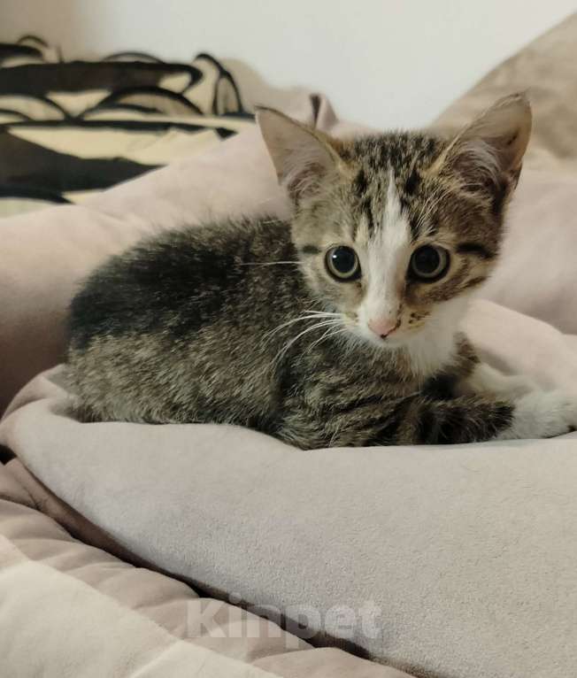 Кошки в Мурином: Отдам котёнка девочку в добрые руки Девочка, Бесплатно - фото 3