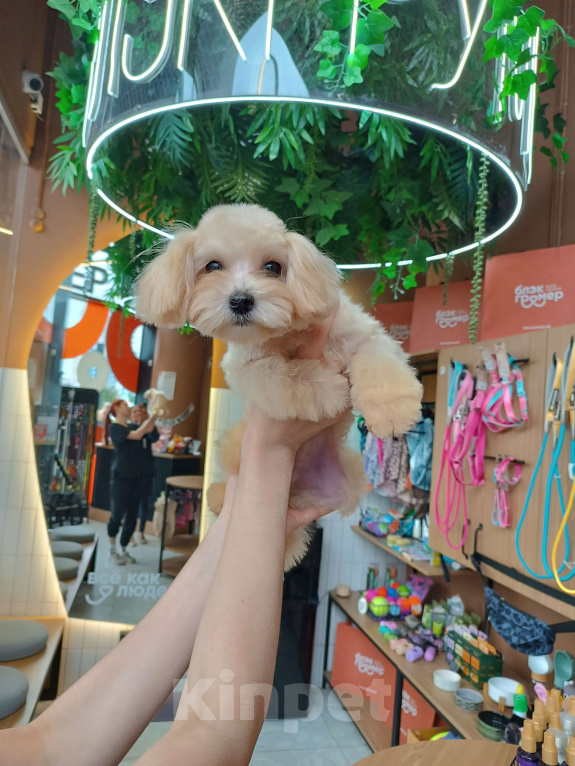 Собаки в Новосибирске: Мальтипу мальчик мини Мальчик, 65 000 руб. - фото 2