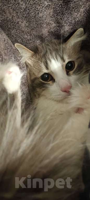 Кошки в Челябинске: Оззи ищет новый дом Мальчик, Бесплатно - фото 4