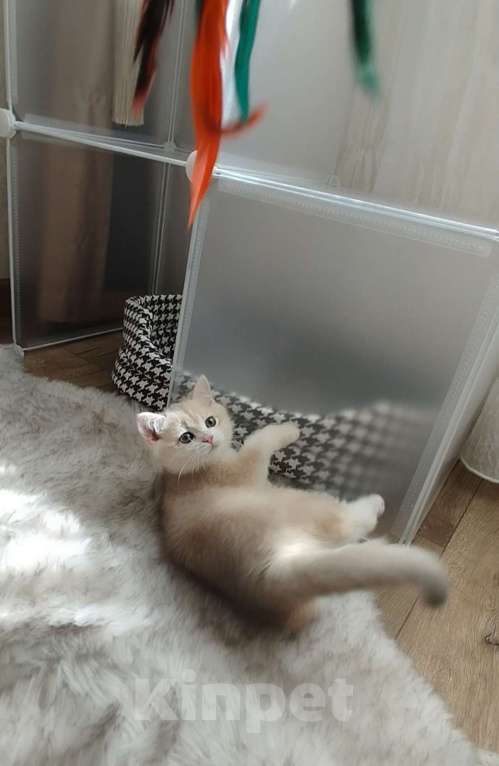 Кошки в Ставрополе: Британская золотая шиншилла (девочка) Девочка, 65 000 руб. - фото 5