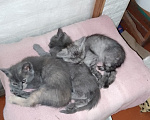 Кошки в Саратове: В добрые руки кошечки Девочка, Бесплатно - фото 3