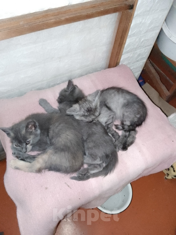 Кошки в Саратове: В добрые руки кошечки Девочка, Бесплатно - фото 3