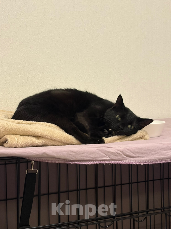 Кошки в Санкт-Петербурге: Черная кошка в добрые руки Девочка, Бесплатно - фото 6