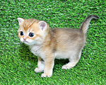 Кошки в Сургуте: Шотландские котята золотые шиншиллы Мальчик, 25 000 руб. - фото 3