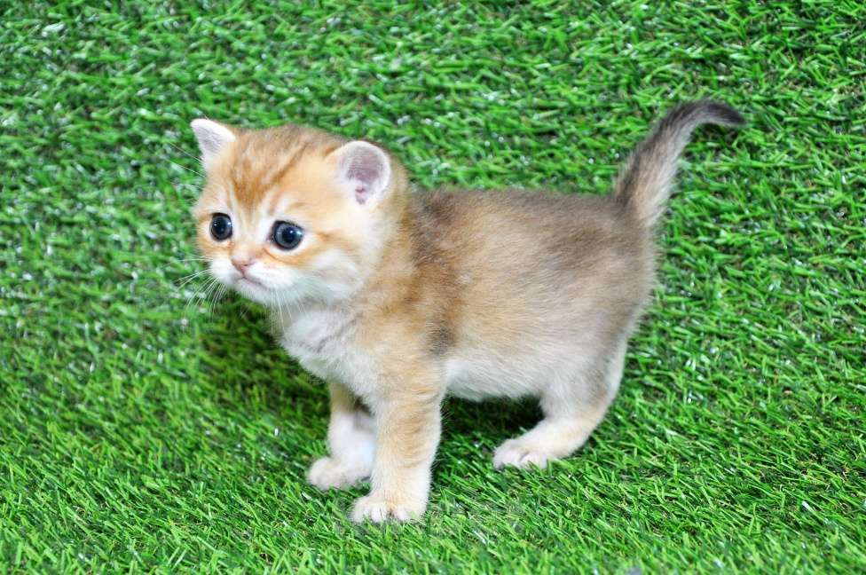 Кошки в Сургуте: Шотландские котята золотые шиншиллы Мальчик, 25 000 руб. - фото 3