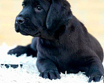Собаки в других городах Московской области: Черные щенки Лабрадора Мальчик, 80 000 руб. - фото 1