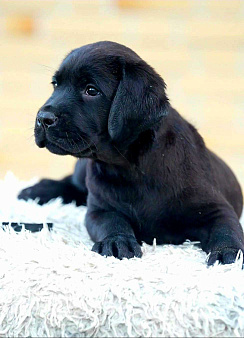 Черные щенки Лабрадора