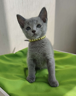 Объявление: котята породы русская голубая, 35 000 руб., Владимир