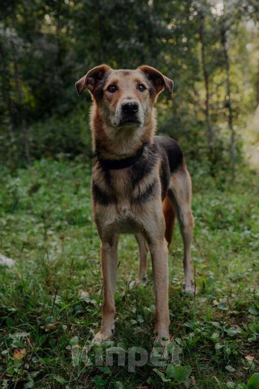 Собаки в Москве: Джой Мальчик, Бесплатно - фото 19