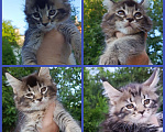 Кошки в Каменске-Шахтинском: Котята Мейн-кун  Девочка, Бесплатно - фото 1
