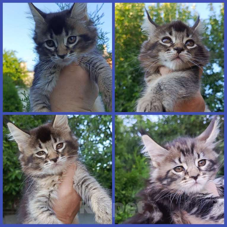 Кошки в Каменске-Шахтинском: Котята Мейн-кун  Девочка, Бесплатно - фото 1