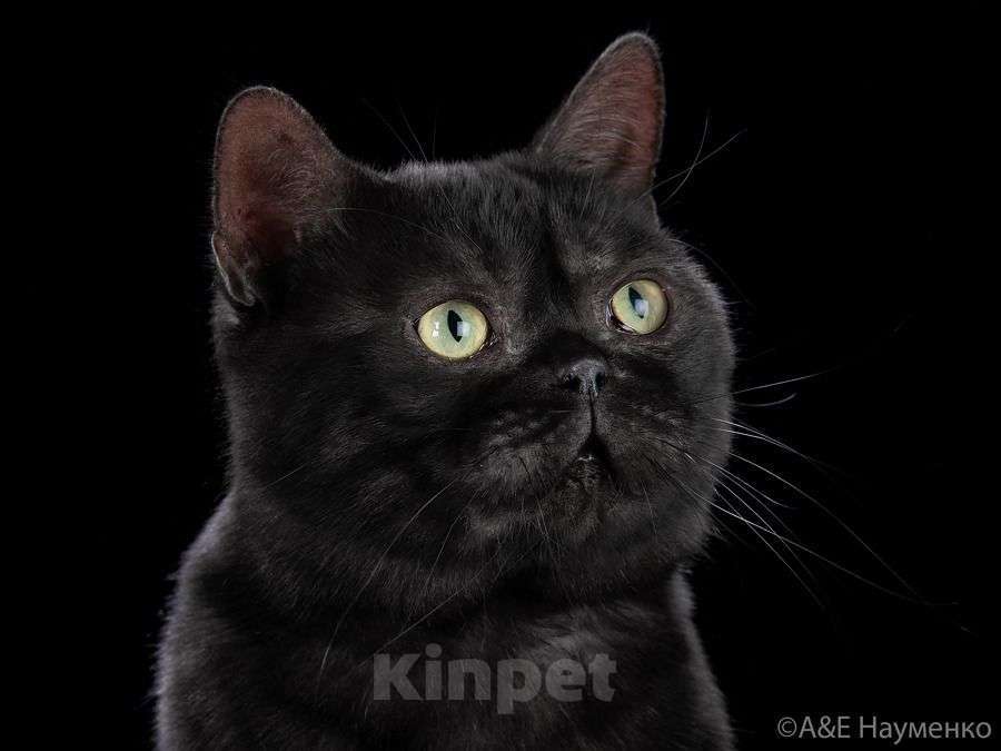 Кошки в Москве: Американский короткошерстный кот, импорт США Мальчик, Бесплатно - фото 3