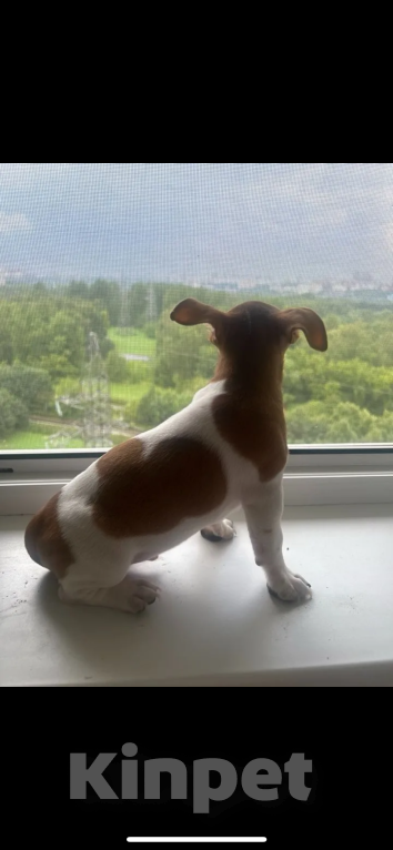 Собаки в Москве: Щенки Джек Рассел  Мальчик, 20 000 руб. - фото 4