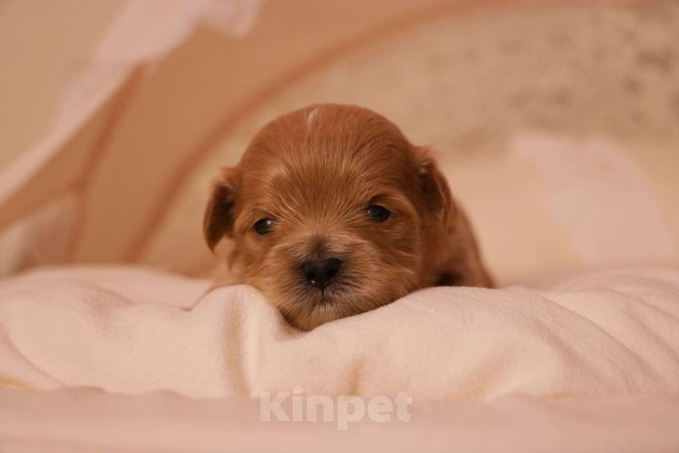 Собаки в Москве: Мальтипу девочка купить Девочка, 110 000 руб. - фото 4