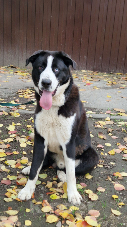 Собаки в Ростове-на-Дону: Алабай в добрые руки Мальчик, Бесплатно - фото 1