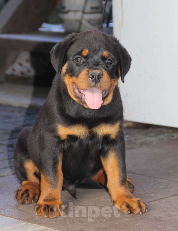 Собаки в Екатеринбурге: Щенки ротвейлера.  Девочка, 50 000 руб. - фото 2