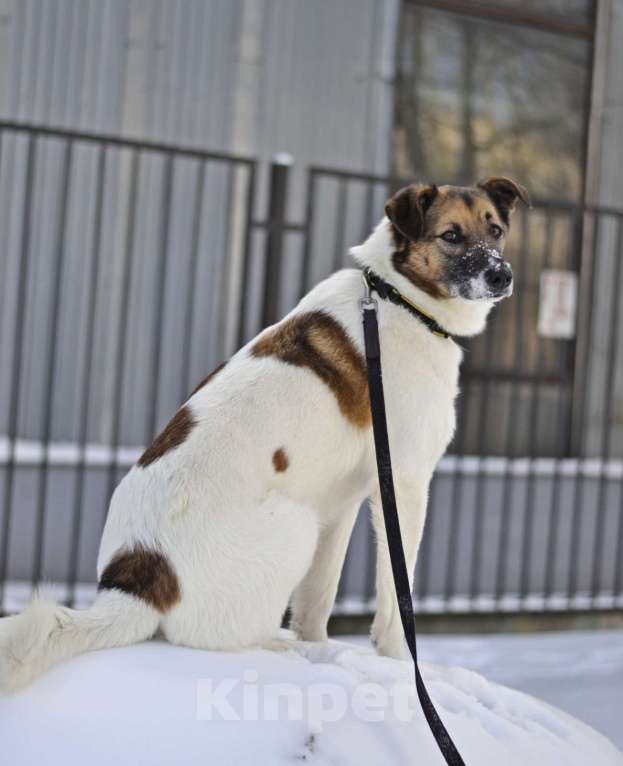 Собаки в Москве: Амур остался без дома, без семьи Мальчик, Бесплатно - фото 1