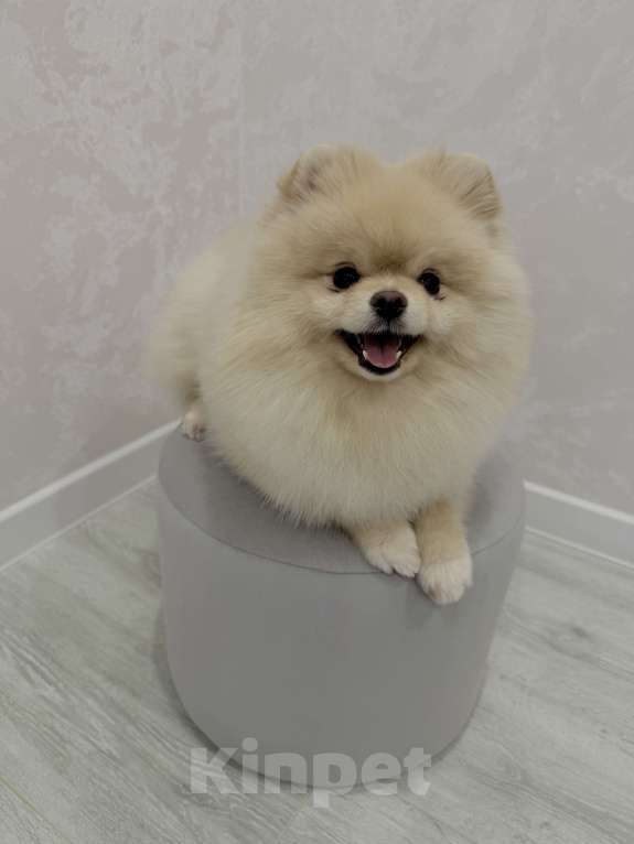 Собаки в Шахте: Обаятельный крем-шпиц приглашает на первую вязку (бесплатно) 🐾 Мальчик, Бесплатно - фото 1