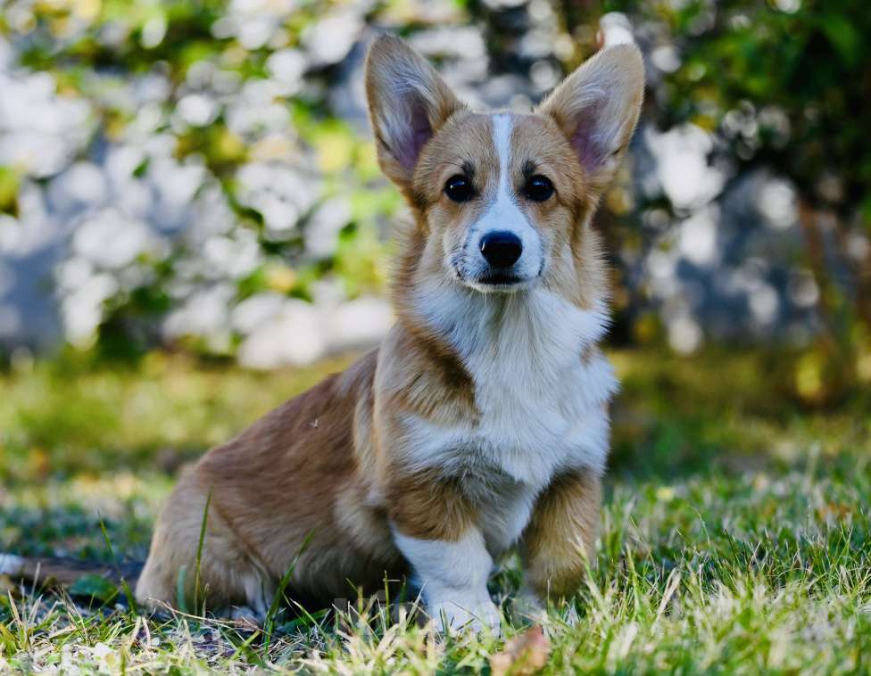 Собаки в Воронеже: Щенок Вельш Корги Пемброк Девочка РКФ Девочка, Бесплатно - фото 5