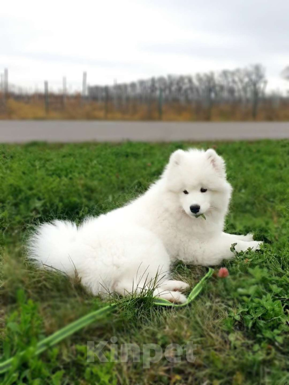 Собаки в Мичуринске: Щенок самоеда Мальчик, 70 000 руб. - фото 5