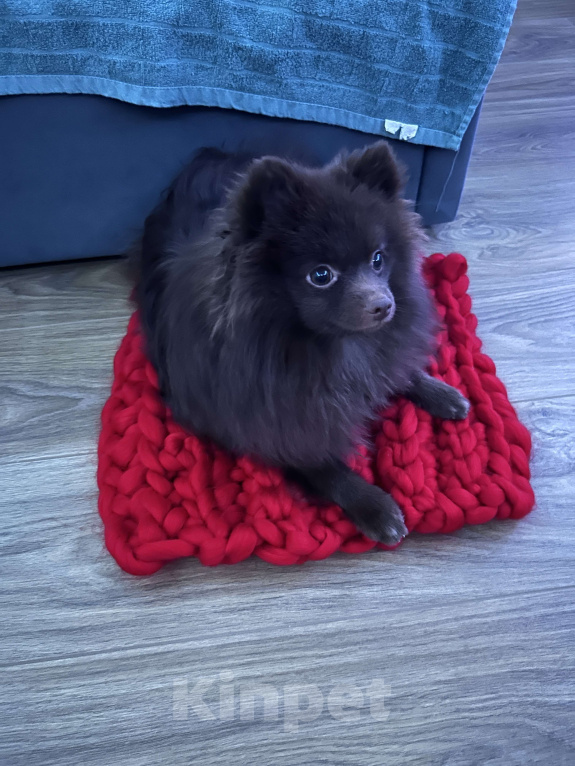 Собаки в Екатеринбурге: Немецкий шпиц на вязку Мальчик, 10 000 руб. - фото 3