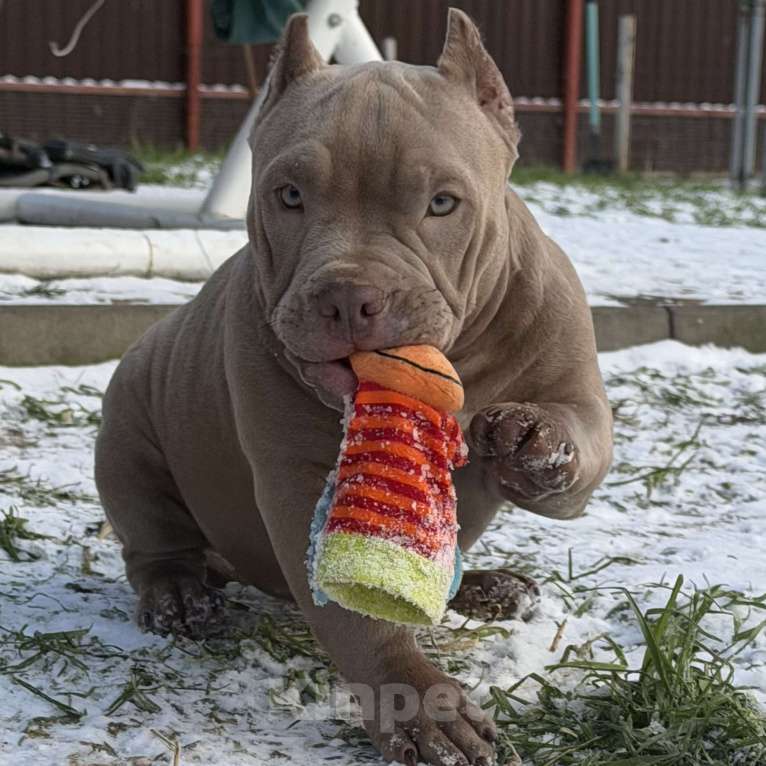 Собаки в других городах Московской области: Американский булли щенок  Девочка, 100 000 руб. - фото 1