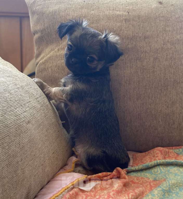 Собаки в Санкт-Петербурге: Великолепный мальчик чишка Мальчик, 25 000 руб. - фото 7