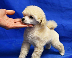Собаки в Долгопрудном: Щенок той пудель белый мальчик  Джентли Борн Смайлик   Мальчик, 125 000 руб. - фото 2