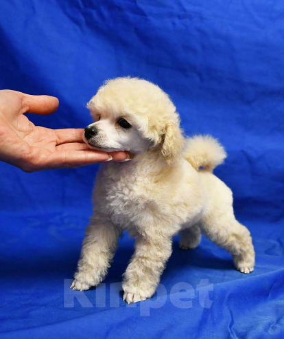 Собаки в Долгопрудном: Щенок той пудель белый мальчик  Джентли Борн Смайлик   Мальчик, 125 000 руб. - фото 2