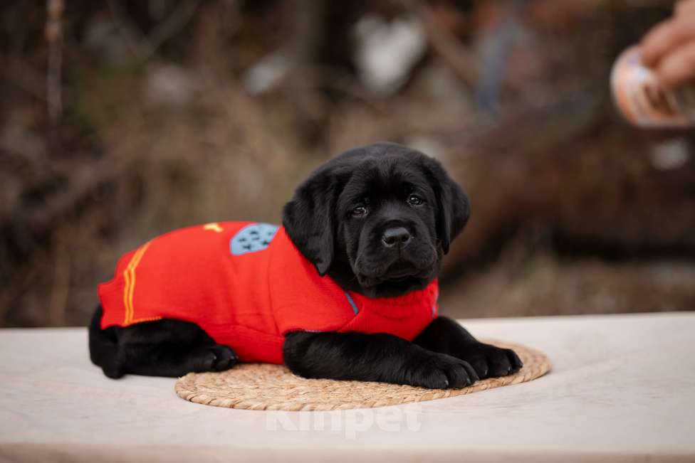 Собаки в Новороссийске: щенки лабрадора Мальчик, Бесплатно - фото 2