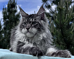 Кошки в Москве: Котёнок мейн-кун мальчик Veyron Lexy — глаза цвета неба и шерсть, в которую хочется зарыться Мальчик, 135 000 руб. - фото 5