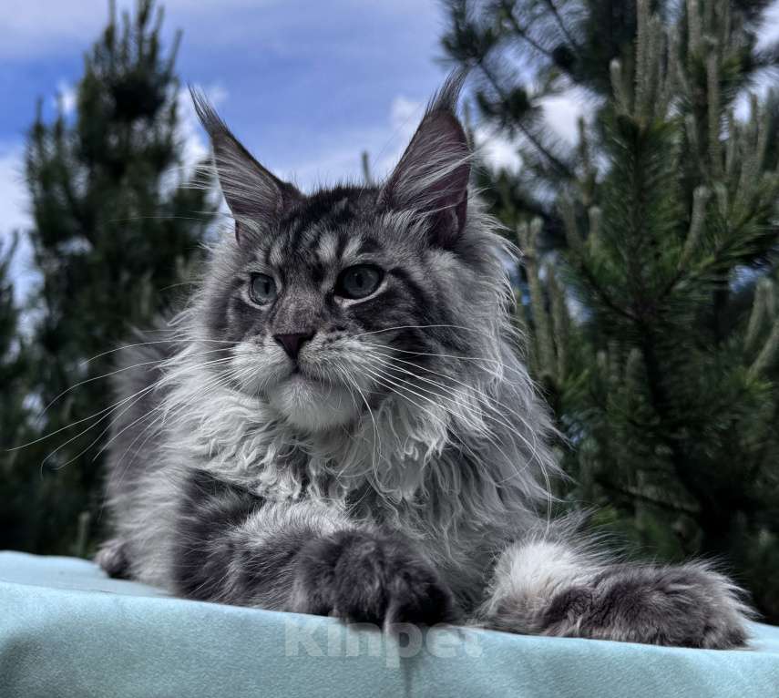 Кошки в Москве: Котёнок мейн-кун мальчик Veyron Lexy — глаза цвета неба и шерсть, в которую хочется зарыться Мальчик, 135 000 руб. - фото 5