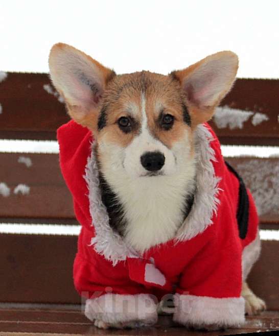 Собаки в Санкт-Петербурге: Корги Мальчик, 90 000 руб. - фото 4