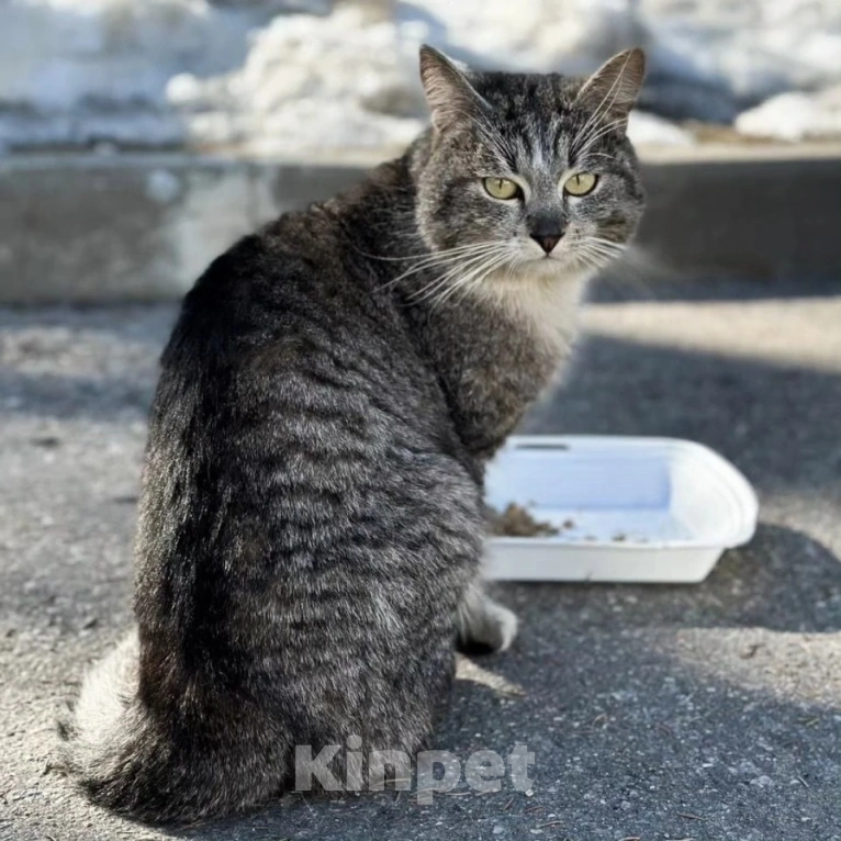 Кошки в Москве: Ласковому котику срочно нужен дом 🆘️ Мальчик, Бесплатно - фото 5