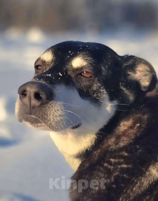 Собаки в Королеве: В поисках дома прекрасная Амели. Девочка, Бесплатно - фото 1