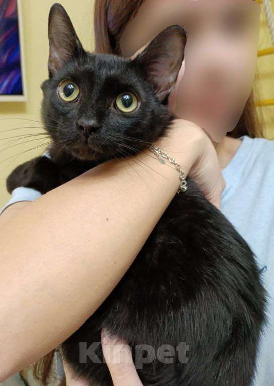 Кошки в Москве: Котенок-подросток ищет дом! Мальчик, Бесплатно - фото 2