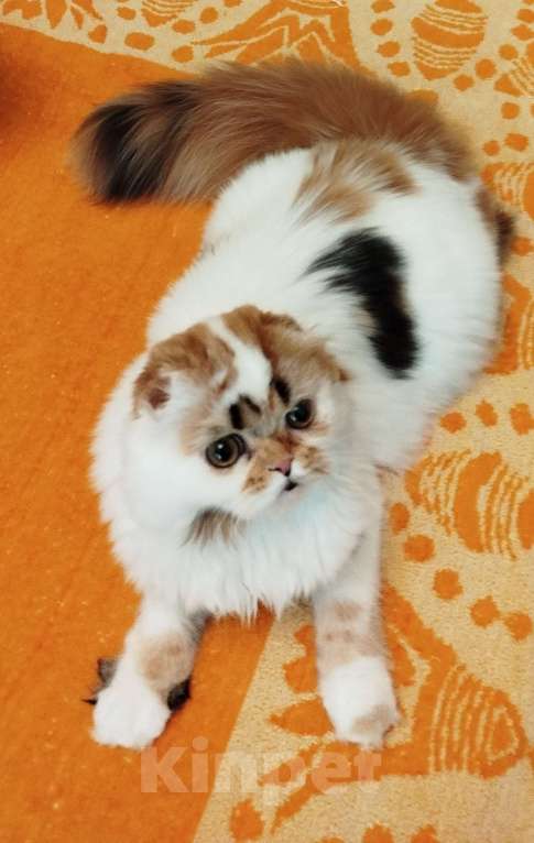 Кошки в Валдае: Шотландские котята- победители выставки Девочка, 30 000 руб. - фото 5