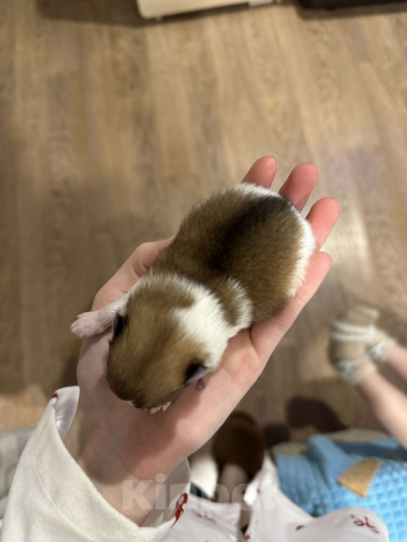Собаки в Тюмени: Немецкий шпиц щенок мальчик Мальчик, 40 000 руб. - фото 4