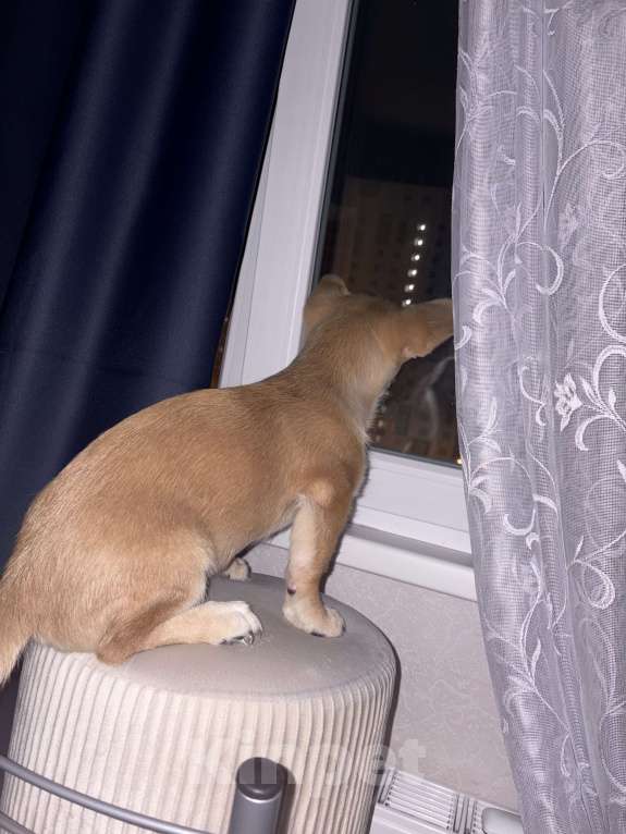 Собаки в Москве: Отдам собачку добрые руки Девочка, Бесплатно - фото 4