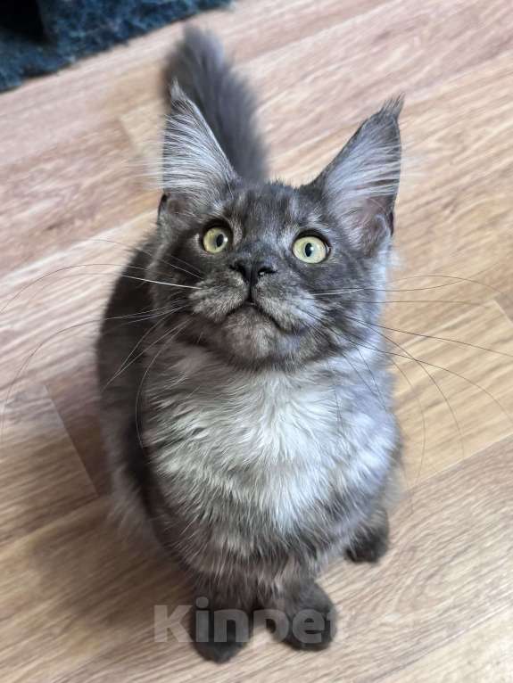 Кошки в Петергофе: Девочка куняша Девочка, 30 000 руб. - фото 3