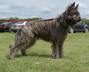 Пикардийская овчарка