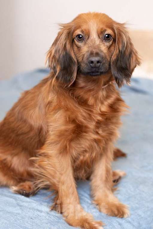 Собаки в Москве: Молодая спаниелька Лиля в дар Девочка, 1 руб. - фото 3