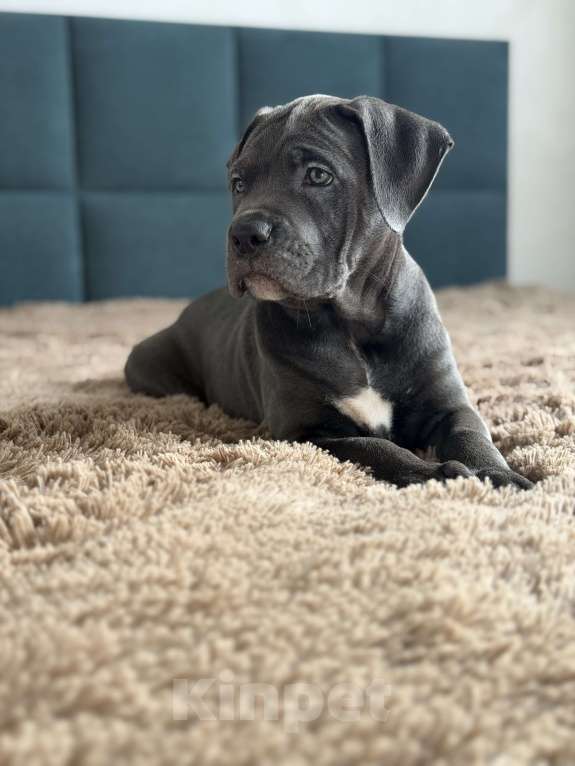 Собаки в Краснодаре: Щенки Кане корсо Девочка, 60 000 руб. - фото 6