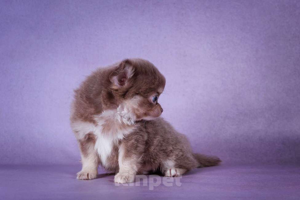 Собаки в Москве: Лиловый Мишутка Мальчик, 65 000 руб. - фото 6