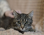 Кошки в Москве: Полосатый котёнок Муся в добрые руки Девочка, Бесплатно - фото 3